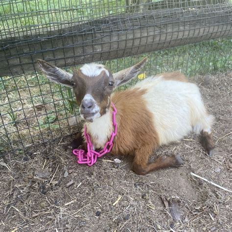 Breakaway Goat Collars Keeping Your Goats Safe