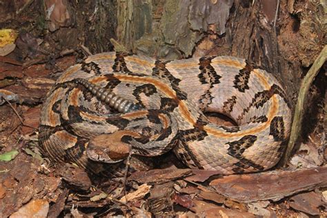 Cobras Cascavel Tipos Veneno E Caracter Sticas