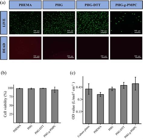 Biocompatibility Characterization Of Phema Phg Phg Dtt And