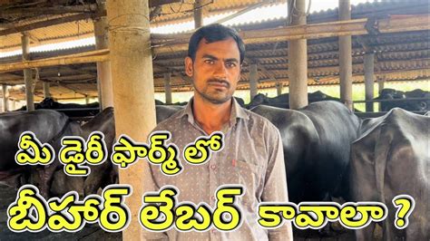 Bihar Labours Available For Dairy Farm In Andhra And Telangana Youtube