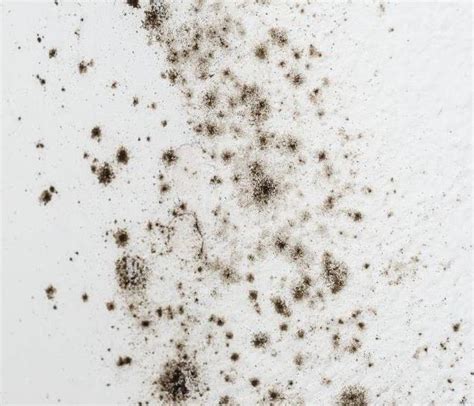 Choose Servpro When You Discover Mold Before And After Photo