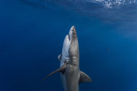 Wallpaper Animals Sea Shark Fish Underwater Great White Shark