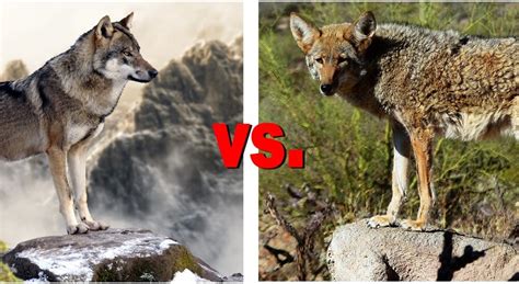 Wolves vs. coyotes [how to tell the difference] | N1 Outdoors