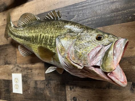 Largemouth Bass Replica Premium Fish Replicas 12 Lbs 8 Oz Etsy