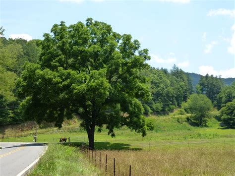 Juglans Nigra Black Walnut Van Den Berk Viviros