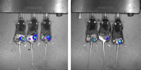 Study Paves The Way For Cancer Image Eurekalert Science News Releases