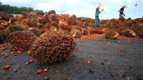 Indonesia Menang Di Wto Lawan Diskriminasi Sawit Uni Eropa