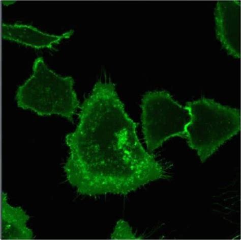 Cellmask Green Plasma Membrane Stain Thermo Fisher Scientific