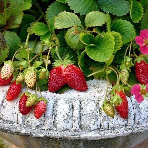 Fall Strawberry Plants All You Need To Know