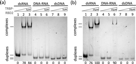 Substrate Recognition And Specificity Of Double Stranded Rna Binding