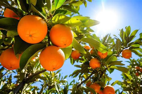 Premium Photo | Orange Fruit on Tree