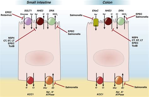 The Role Of Ion Transporters In The Pathophysiology Of Infectious