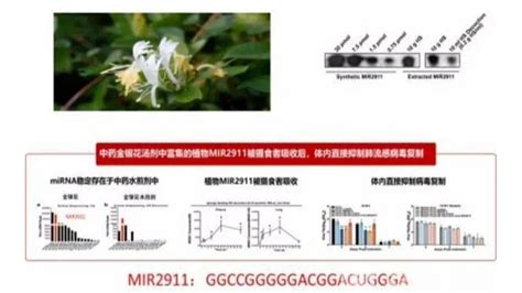 南京大学张辰宇教授团队研究发现 金银花和绿茶富含mir2911可以抑制病毒感染microrna