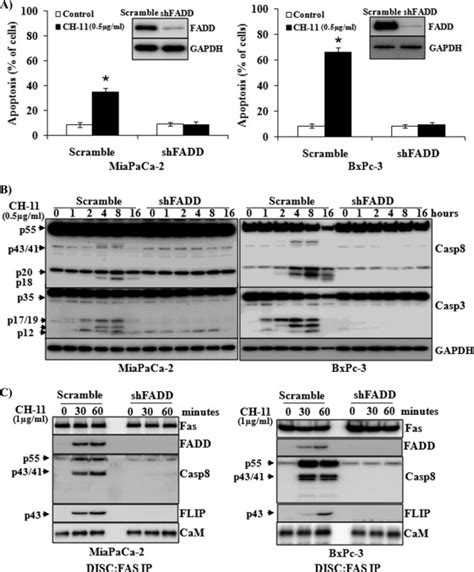 Calmodulin Mediates Fas Induced Fadd Independent Survival Signaling In