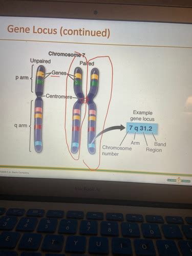 Ch Genetic Basis Of Disease Flashcards Quizlet