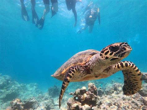 The Best Spots For Snorkelling In Mauritius Travelstart Co Za