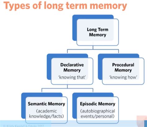 Chapter 9 Sensory Short Term And Long Term Memory The Multi Store