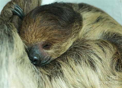 Sleeping Sloth | Sleepy animals, Sloth, Sleeping animals