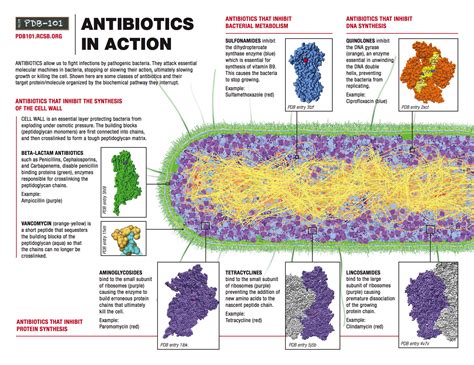 PDB 101 Learn Flyers Posters Other Resources Antibiotics In Action