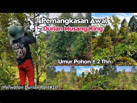 Pemangkasan Awal Durian Musang King Perawatan Durian Part 17 YouTube