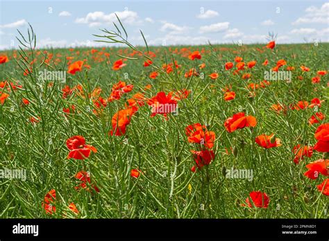 Les noms communs pour les rhoeas de Papaver comprennent le pavot à maïs