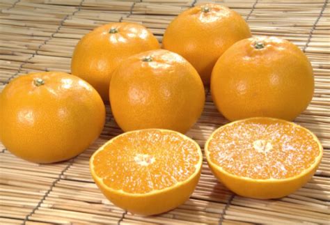 Japanese Orange Let Me Introduce My Beautiful Prefecture To You