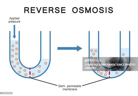 Reverse Osmosis Illustration High Res Vector Graphic Getty Images