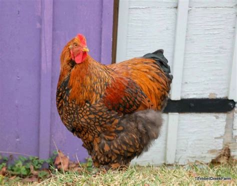 Breed Profile: Cochin Chicken - Backyard Poultry