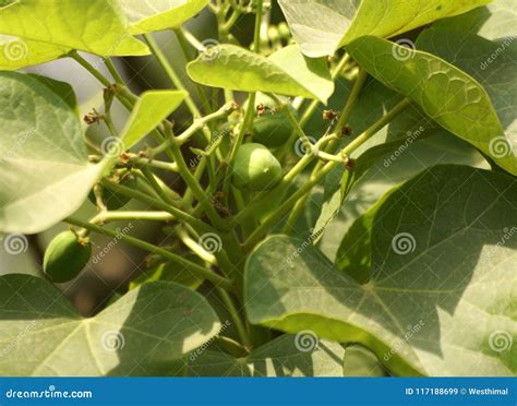 Physic Nut Leaves Purging Nut Or Barbadose Nut Jatropha Curcas L