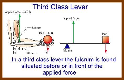 third class lever examples Quotes