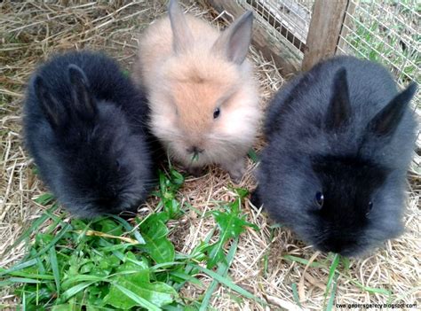 Baby Lionhead Bunnies For Sale Wallpapers Gallery