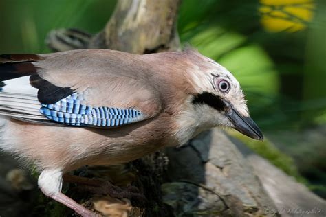 Geai des chênes Garrulus glandarius Eurasian Jay Flickr