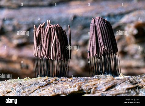 Chocolate Tube Slime Mold Stemonitis Sp Dupont State Recreational