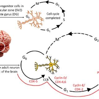 Neuronal cell-cycle. Mitogenic signals received by neural progenitor ...