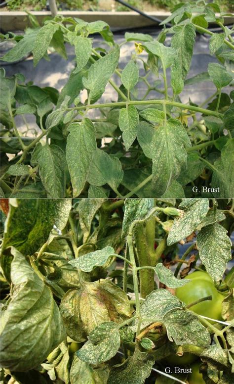 Why Are Twospotted Spider Mites Such Problems Lately University Of Maryland Extension