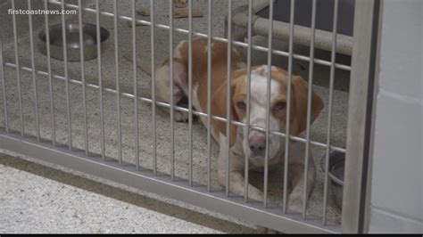 Free Pet Adoptions At Jacksonville Humane Society