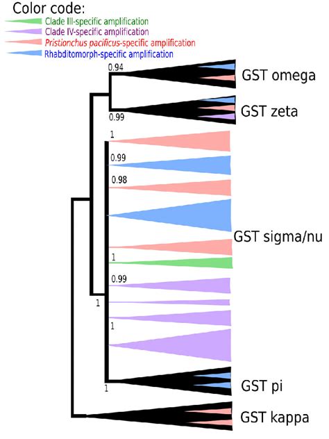 Simplified View Of The Phylogenetic Relationships Among Nematode Gst