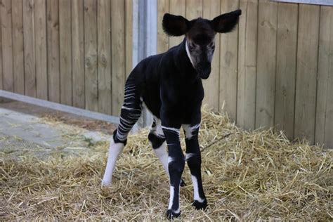 La première naissance dun okapi au Bioparc de Doué en Anjou Angers