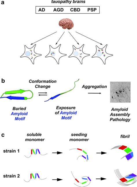 Propagation Of Tau Strains A Schematic Illustrating Biosensor Based