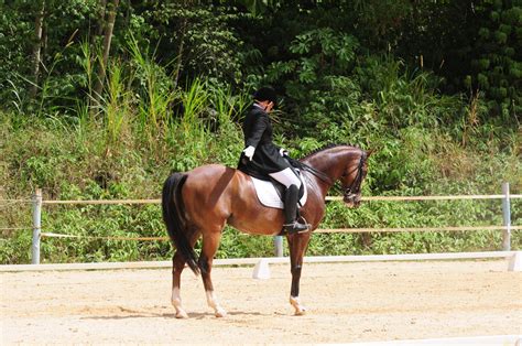 2013 FEI World Dressage Challenge (photos) - ttequestrian.org