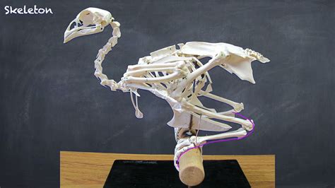 Avian Skeleton Structures Of Flight Youtube