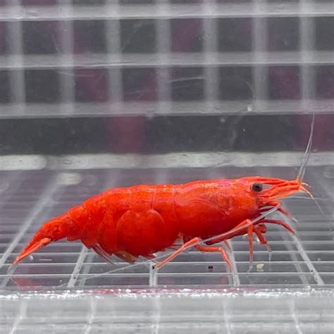 Amazon Wholesale Fire Red Cherry Shrimp Live Freshwater Shrimp