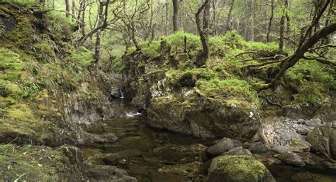 Where to see UK rainforest | The Wildlife Trusts