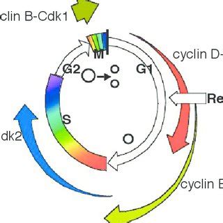 The basic cell cycle machinery in mammalian cells Different... | Download Scientific Diagram