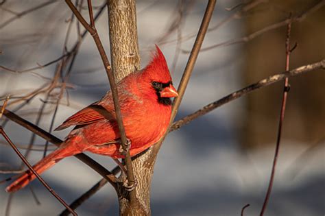 Male Red Cardinal Cardinal Bird Stock Photo - Download Image Now - iStock