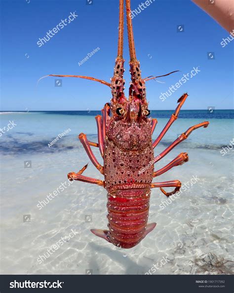 43 Western rock lobster Images, Stock Photos & Vectors | Shutterstock