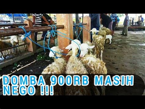 Update Harga Kambing Hari Ini Domba Gibas Di Pasar Wlingi Blitar