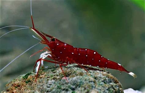 Cardinal Sulawesi Shrimp Care, Diet, Breeding, Tank Size | Guide