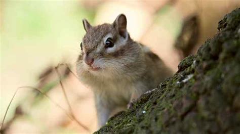 How To Keep Chipmunks Out Of My Garden