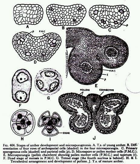 labelled diagram of microsporogenesis n macrosporogenesis - Biology - Sexual Reproduction in ...